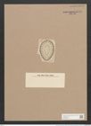 Surirella (fastuosa var.) punctata Grun. (de-Toni-Nr.: Genus 53, Species 2375) Zeichnungen Sammlung Grunow Nr. 4778 (NHMW-BOT-W0372909)